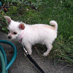 Meet your Posher, Cherry